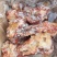 【牛肉棒骨】当地草原黄牛的屠宰场直销，超码的，免费加工！