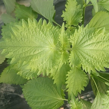 新鲜食用紫苏叶\