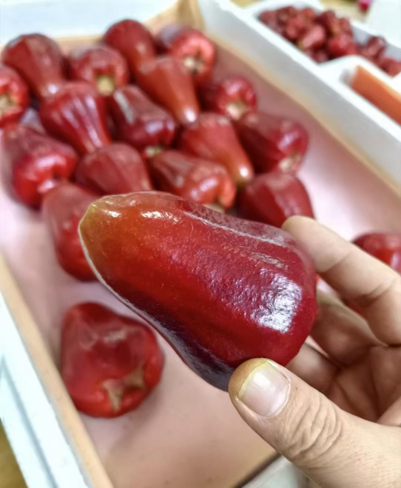 海南黑金刚莲雾上架一件代发包邮顺丰空运