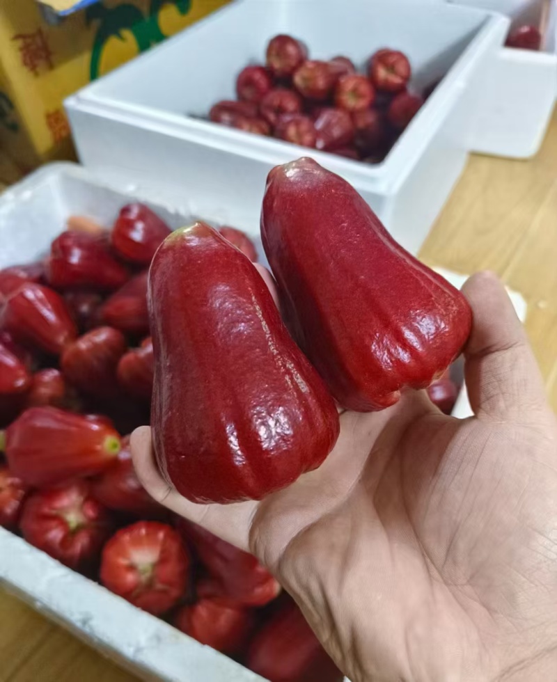 海南黑金刚莲雾上架一件代发包邮顺丰空运