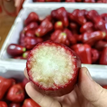 海南黑金刚莲雾上架一件代发包邮顺丰空运