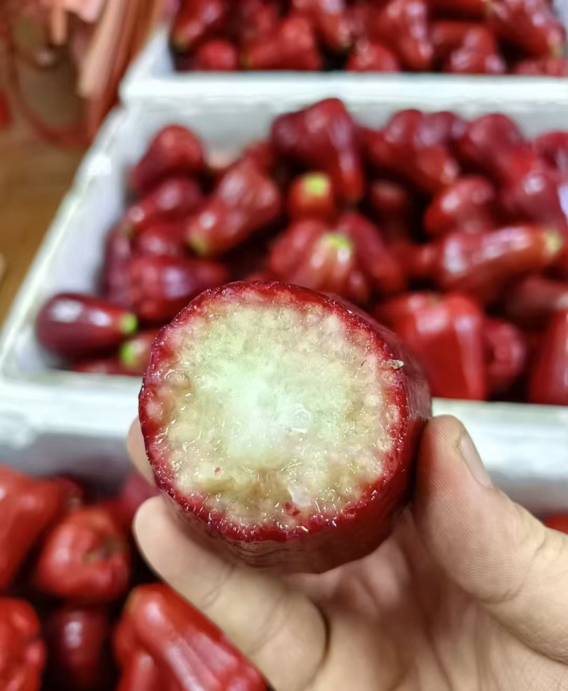 海南黑金刚莲雾上架一件代发包邮顺丰空运