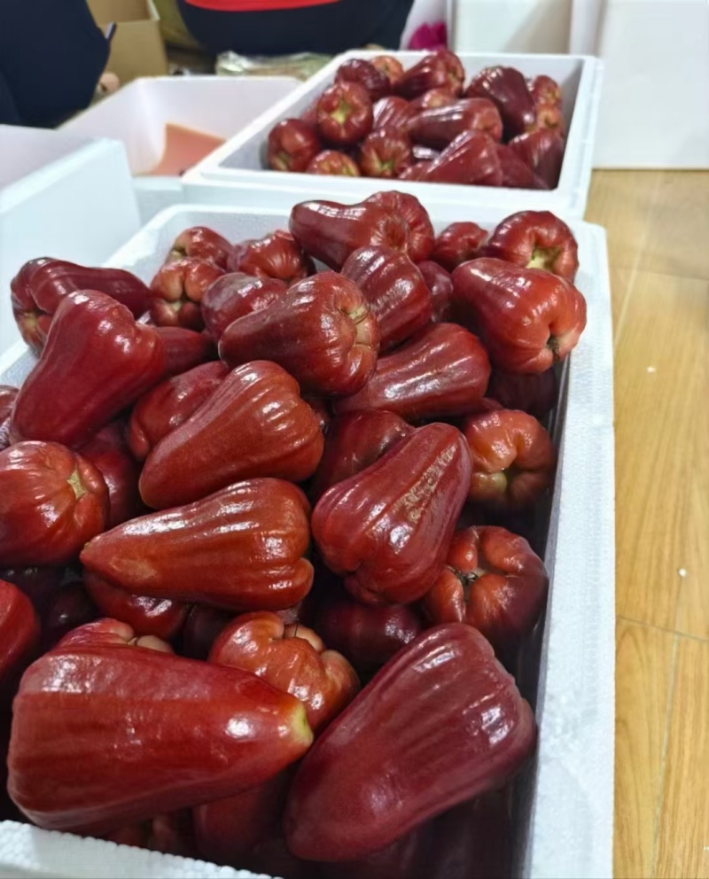 海南黑金刚莲雾上架一件代发包邮顺丰空运