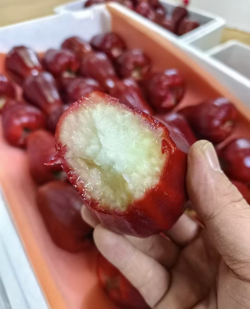 海南黑金刚莲雾上架一件代发包邮顺丰空运