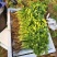 铁杆青香菜小叶香菜大量上市基地直供质量保证