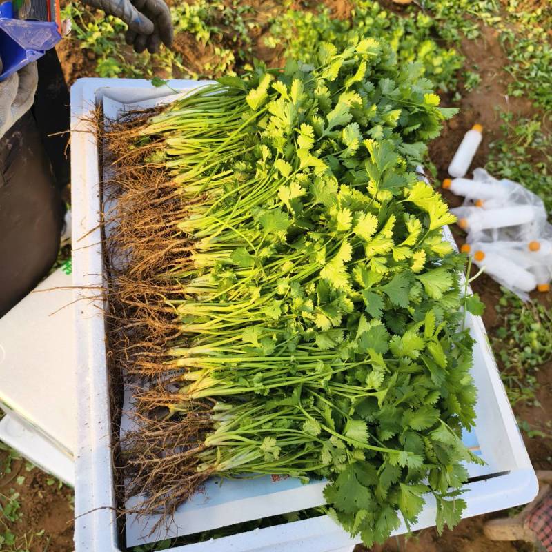 铁杆青香菜小叶香菜大量上市基地直供质量保证