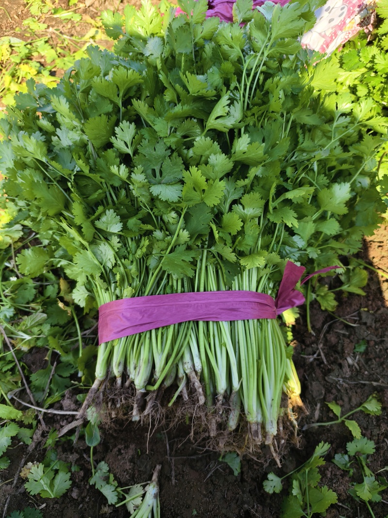 铁杆青香菜小叶香菜大量上市基地直供质量保证