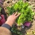 铁杆青香菜小叶香菜大量上市基地直供质量保证