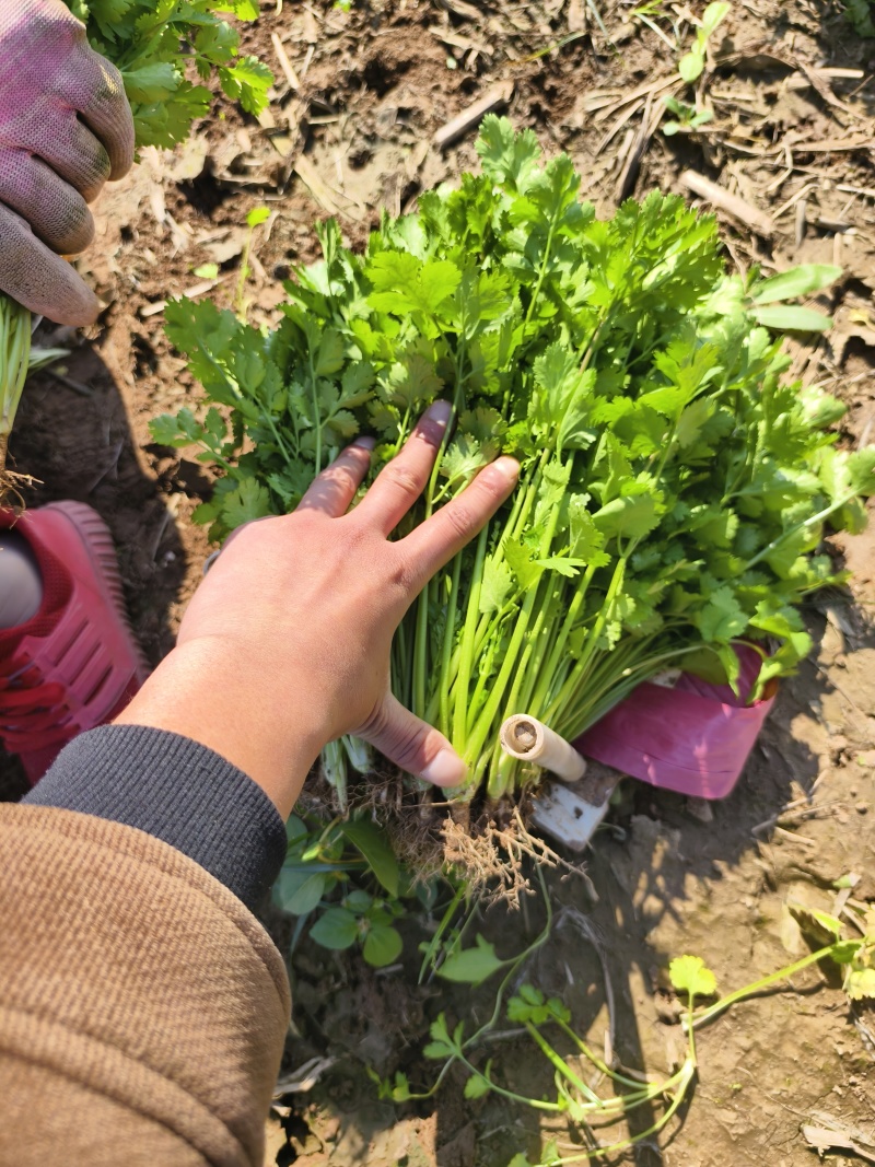 铁杆青香菜小叶香菜大量上市基地直供质量保证