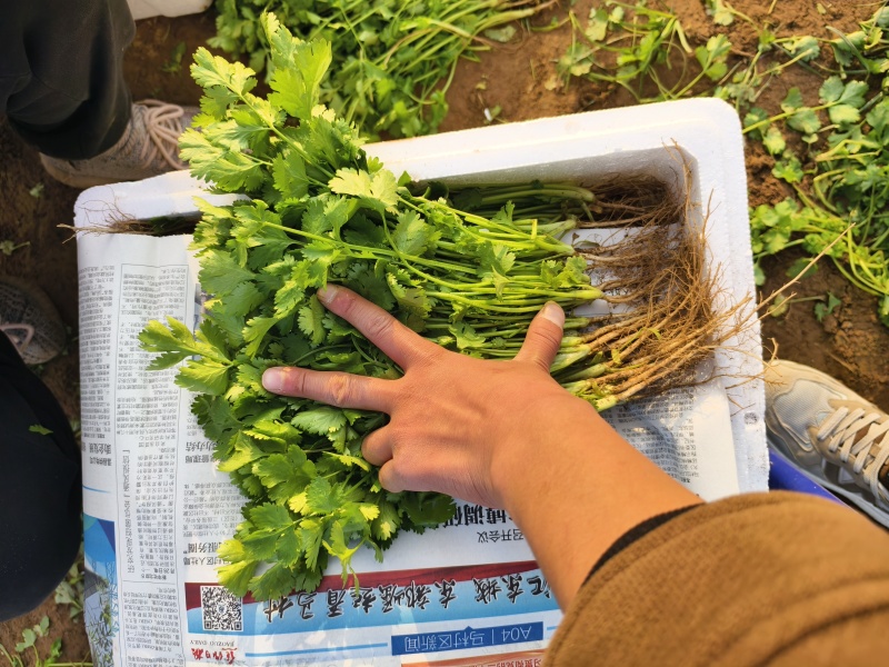 铁杆青香菜小叶香菜大量上市基地直供质量保证