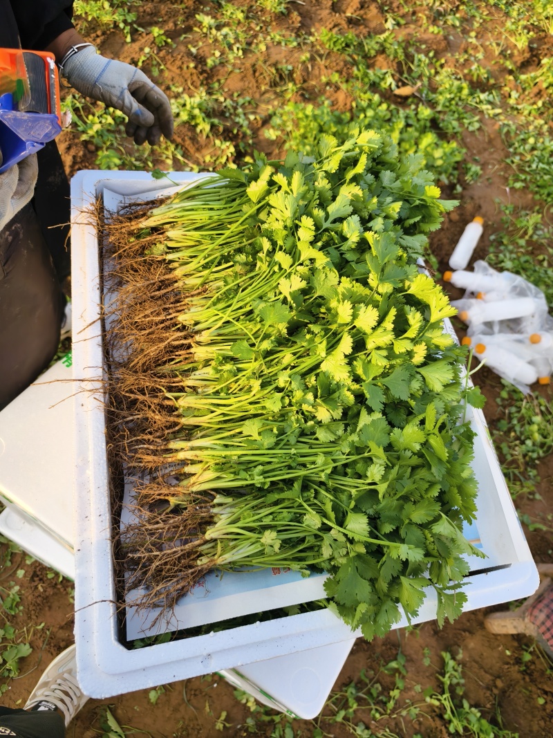 铁杆青香菜小叶香菜大量上市基地直供质量保证