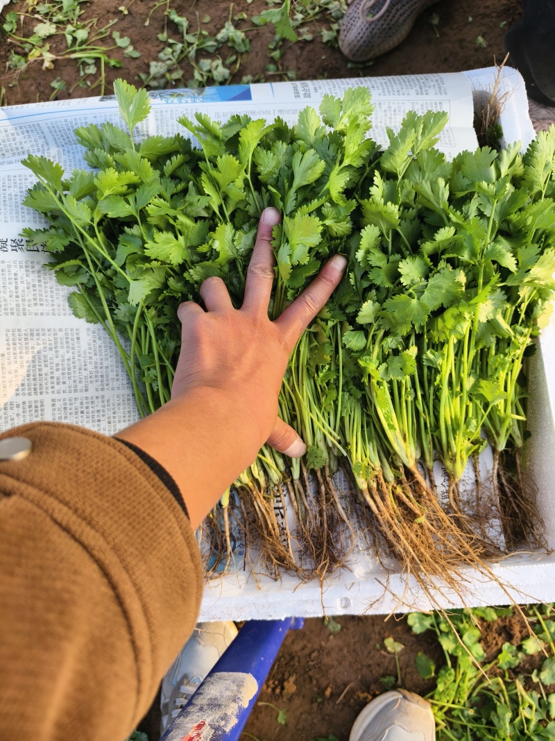 铁杆青香菜小叶香菜大量上市基地直供质量保证