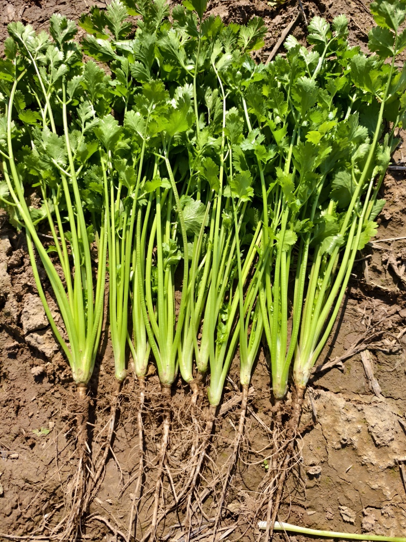 铁杆青香菜小叶香菜大量上市基地直供质量保证