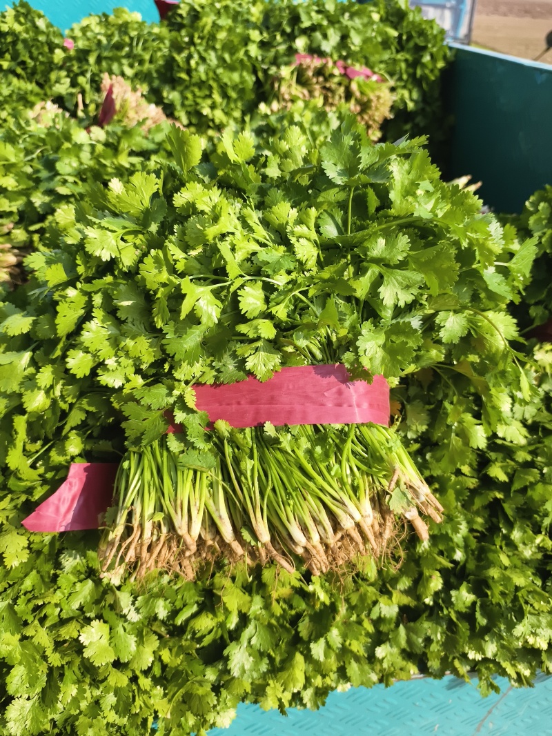 铁杆青香菜小叶香菜大量上市基地直供质量保证