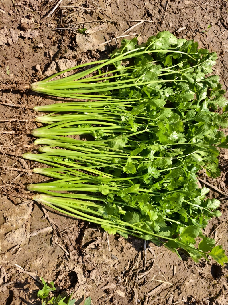 铁杆青香菜小叶香菜大量上市基地直供质量保证