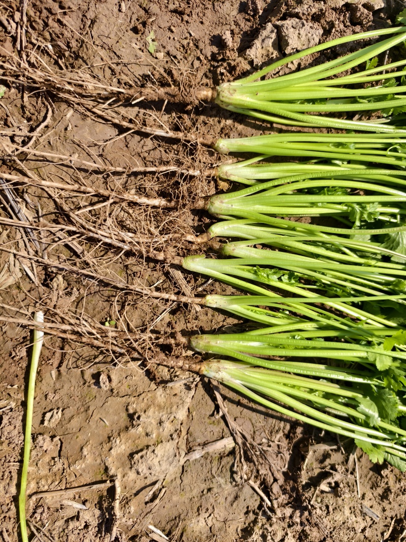 铁杆青香菜小叶香菜大量上市基地直供质量保证