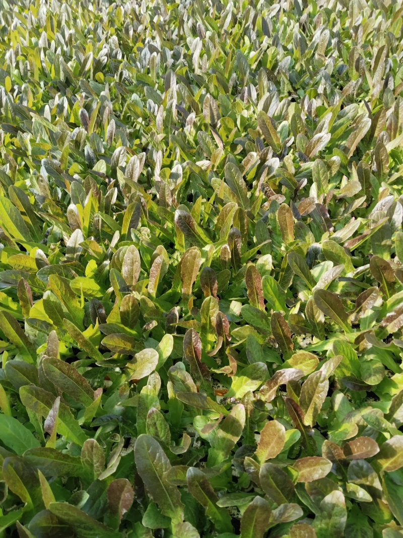 云南紫叶窝笋苗基地直发可视频看货提供技术指导
