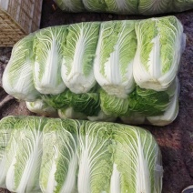 春黄心白菜白菜河南白菜，规格齐全产地一手货源对接全国客商