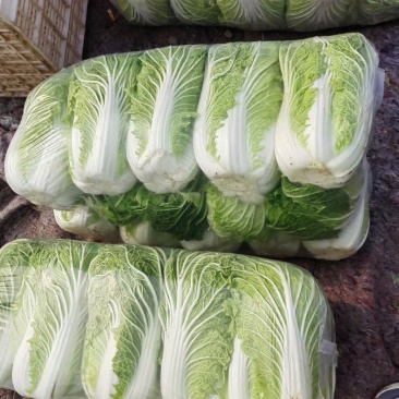 春黄心白菜白菜河南白菜，规格齐全产地一手货源对接全国客商