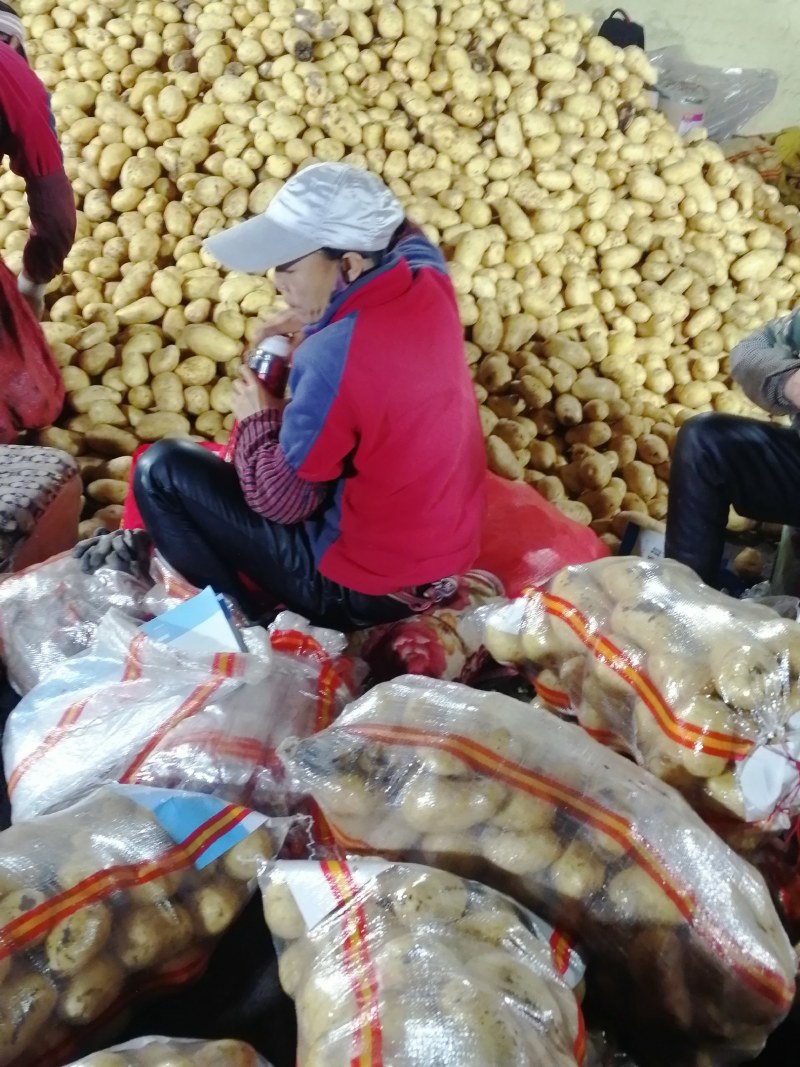 张家口沽源大量供应沃土，V七，226，希森等优质土豆