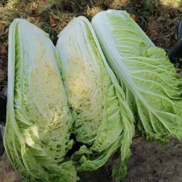 黄心菜
