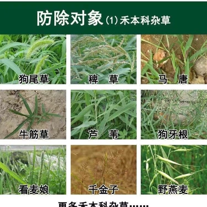丰化95%草甘膦原药果园荒地烂根茅草芦苇多年生杂草除草剂