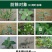 丰化95%草甘膦原药果园荒地烂根茅草芦苇多年生杂草除草剂