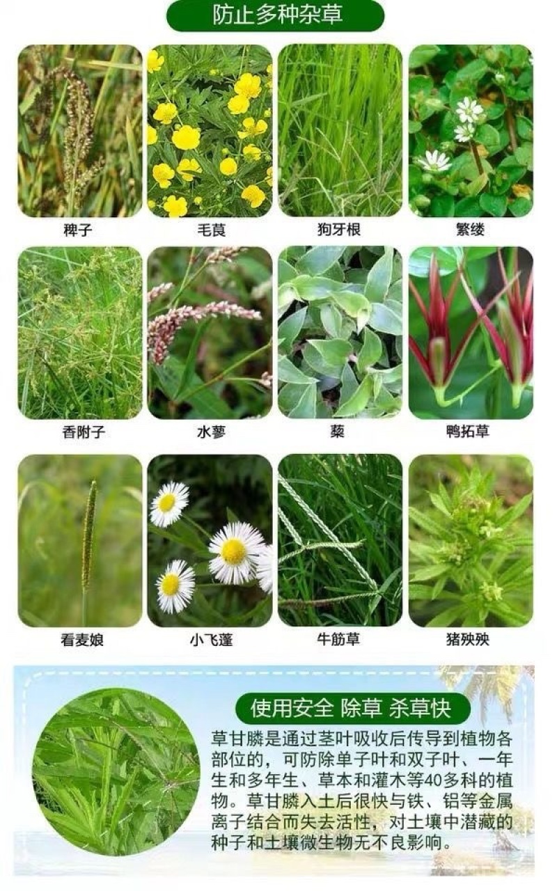 丰化95%草甘膦原药果园荒地烂根茅草芦苇多年生杂草除草剂