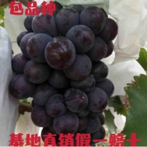 【正宗】户太八号葡萄苗苗圃现挖苗品种纯正死苗补发