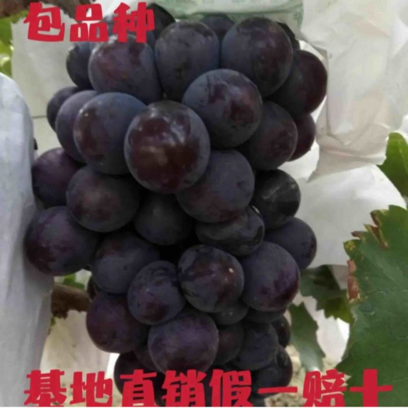 【正宗】户太八号葡萄苗苗圃现挖苗品种纯正死苗补发