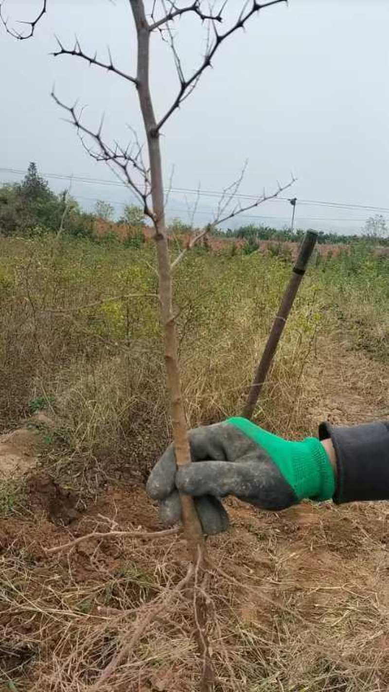 药用酸枣苗