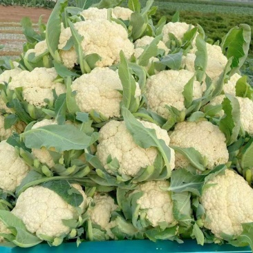 有机松花菜山东聊城菜花白面青梗散花免费提供冷库预冷