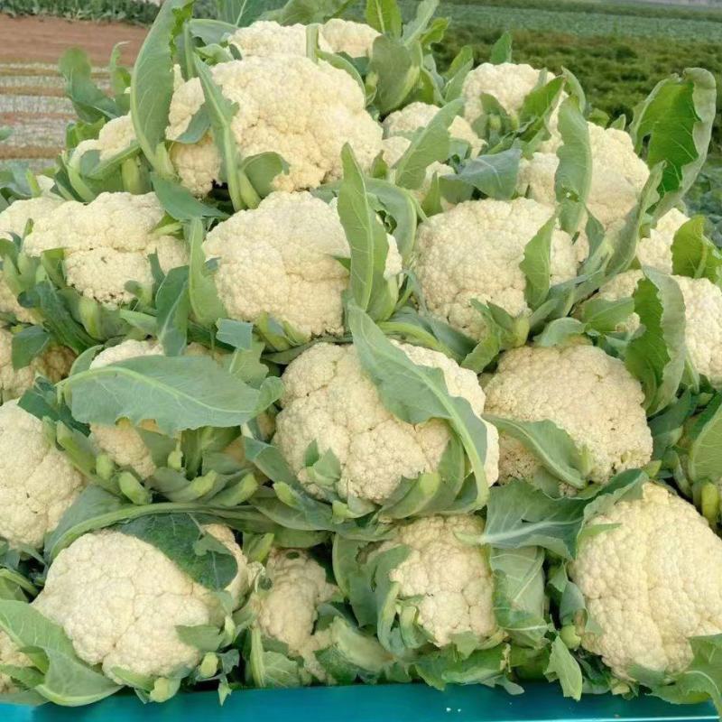 有机松花菜山东聊城菜花白面青梗散花免费提供冷库预冷