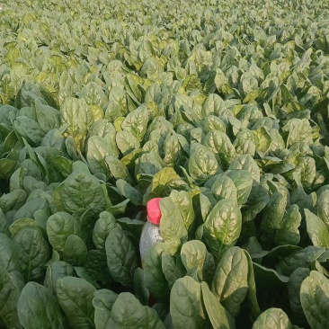 大叶菠菜