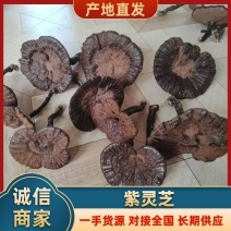 【推荐】精品长腿紫灵芝产地直供一手货源品质保证全国发货