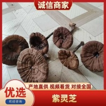 【精选】灵芝优质紫灵芝基地直供一手货源全国发货