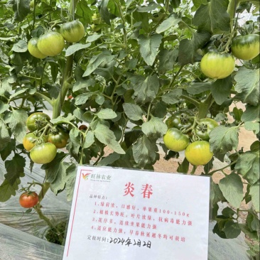 炎春草莓番茄种子1000粒绿肩浓郁口感脆甜
