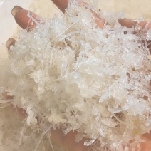 龙须小雪燕