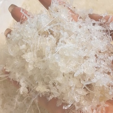 龙须小雪燕