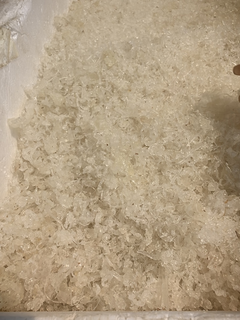龙须小雪燕