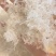龙须小雪燕