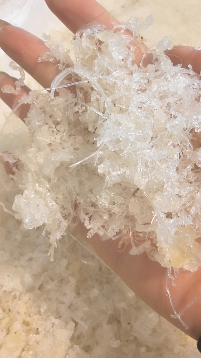 龙须小雪燕