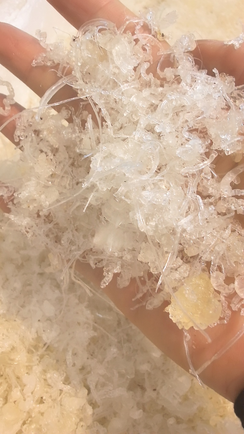龙须小雪燕
