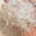 龙须小雪燕