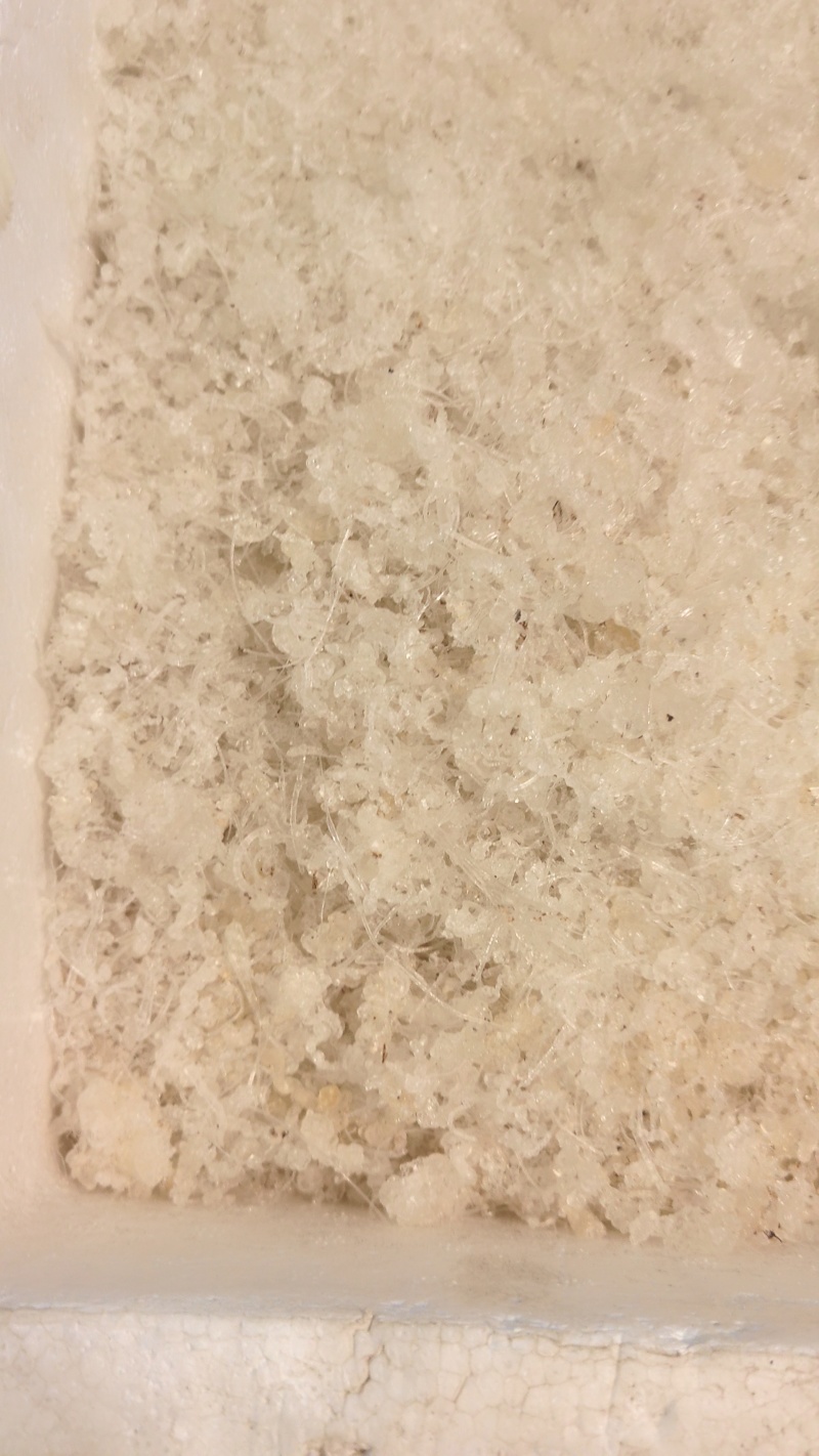 龙须小雪燕