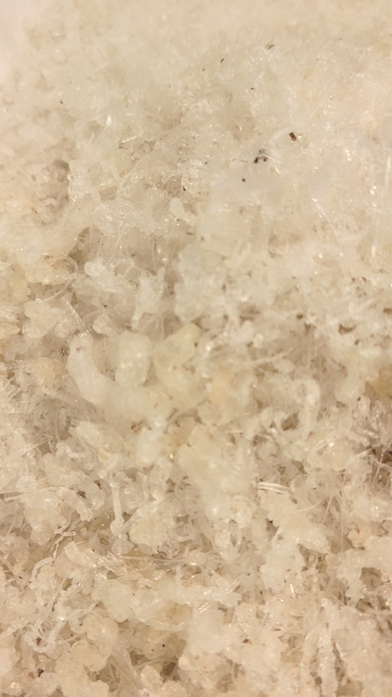 龙须小雪燕