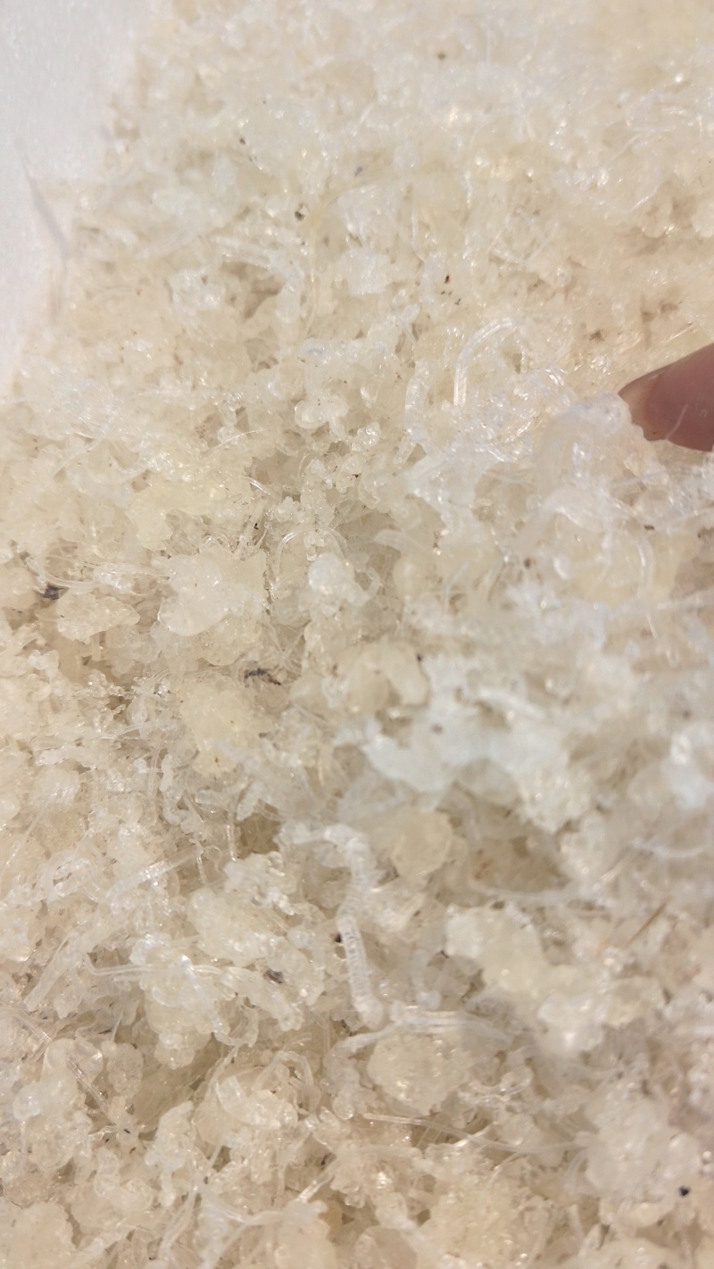 龙须小雪燕