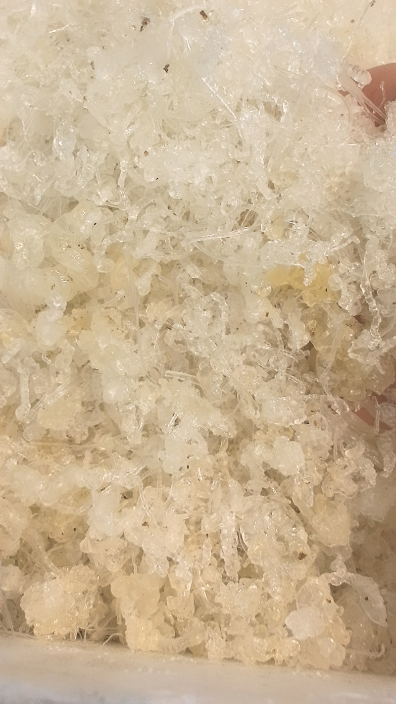 龙须小雪燕