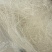 龙须大雪燕