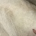 龙须大雪燕